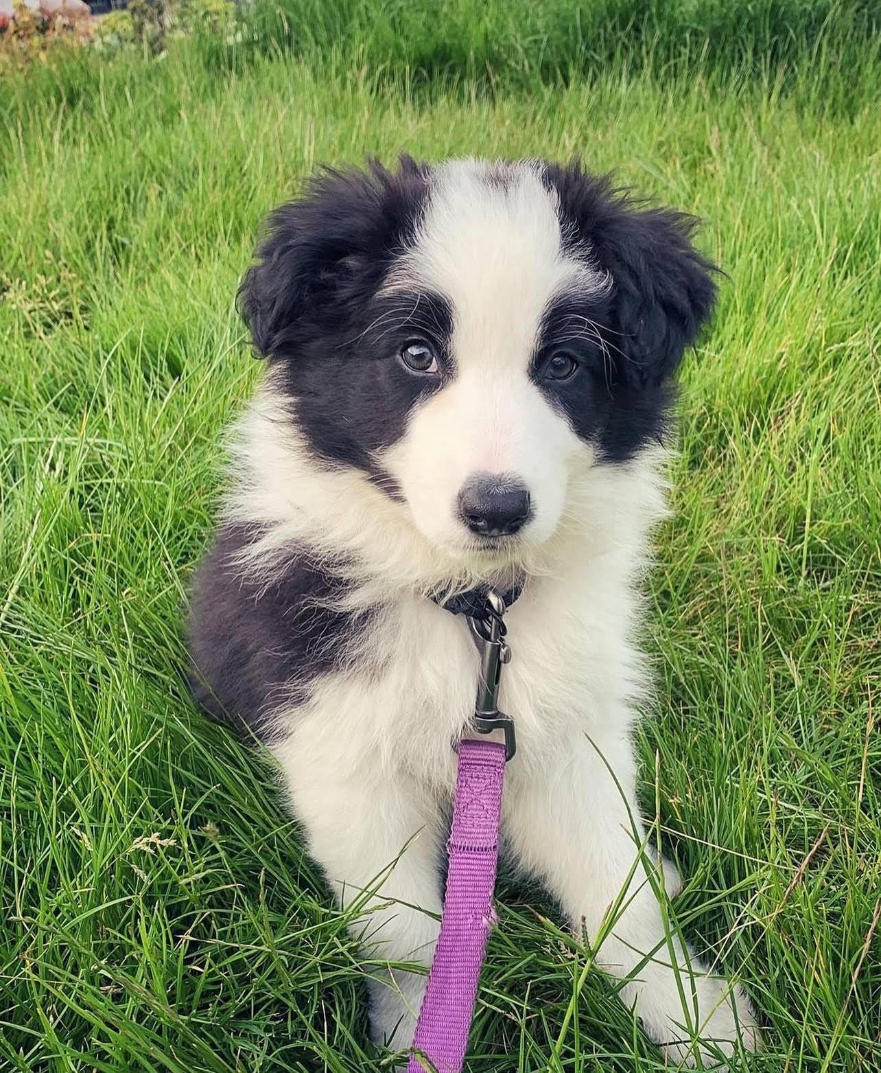 Border Collie puppy